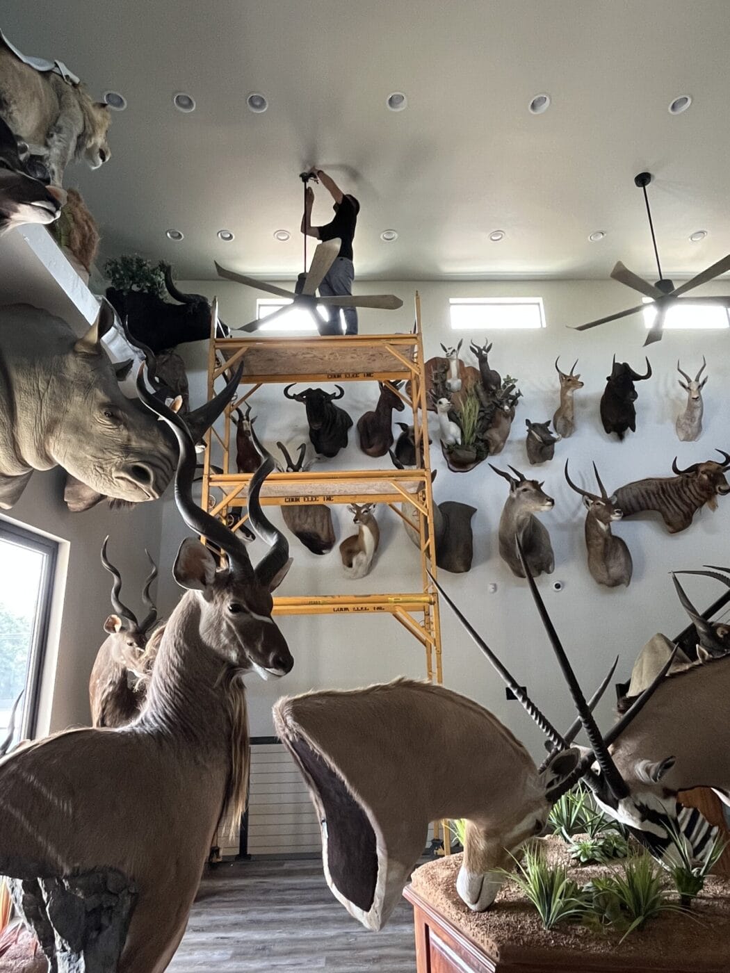 Person standing on scaffolding in a room with multiple mounted animal heads, fixing lights on the ceiling.