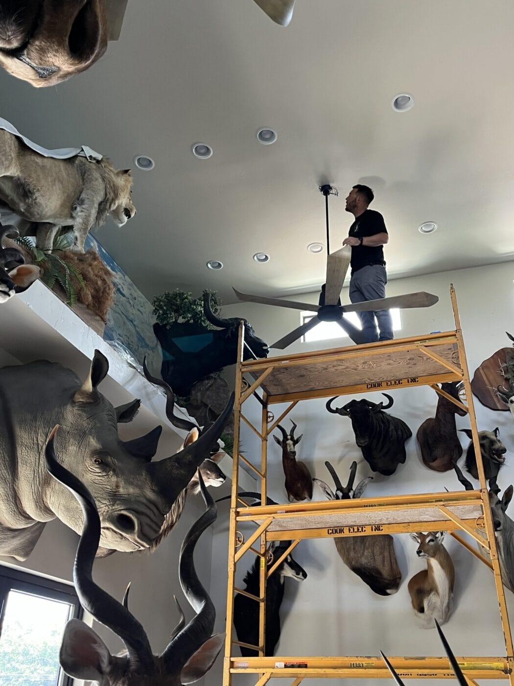 Person standing on scaffolding, installing a fixture on the ceiling in a room decorated with various animal mounts, including a lion, rhino, and several deer heads.